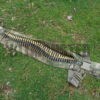 Multicam link ammunition carrier bandolier